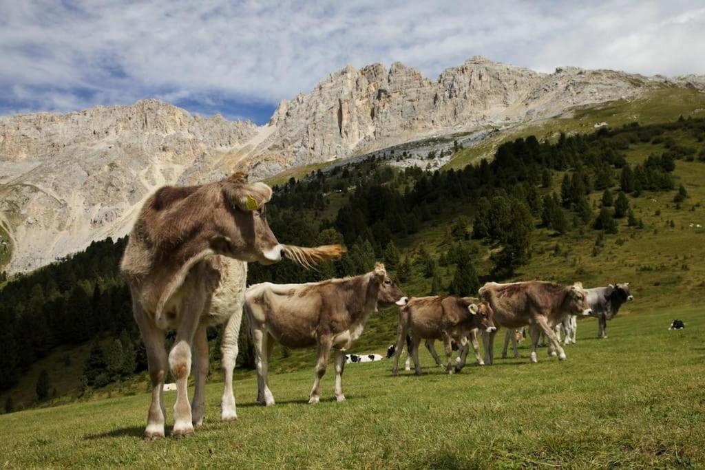 Dolomiti Haus - Immerso Nelle Dolomiti